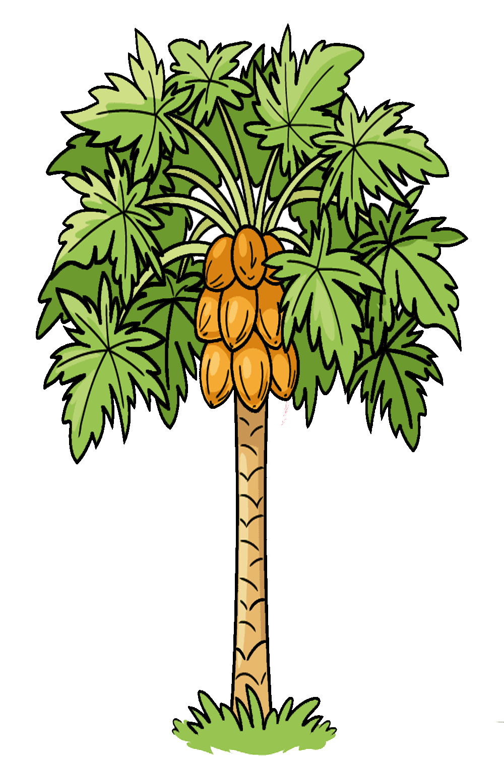 How to Draw Papaya Tree Drawing