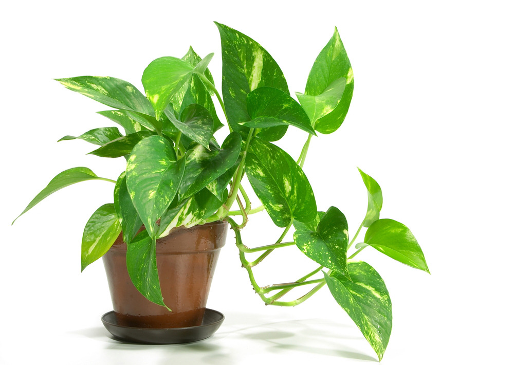 Discover the Most Fascinating Facts About Money Plants