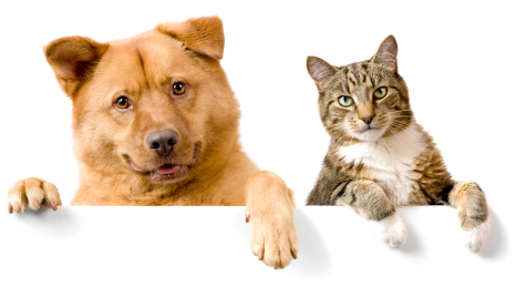 Optimizing Your Pet’s Plate: A Guide to Choosing Healthy Food